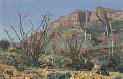 Ocotillo Cactus Postcard