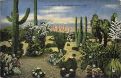 A Few Varieties of Desert Cacti Postcard