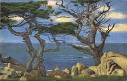 Cypress Trees, 17, Mile Drive Monterey Peninsula, CA Postcard Postcard