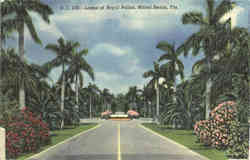 Lanes of Royal Palms Postcard