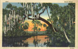 Bayou Scene Scenic, LA Postcard Postcard