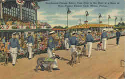 Greyhound Parade before Fans Prior to the Start of a Race, West Flagler Kennel Club Postcard