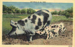 Hot Meals at all Times - Pigs, piglets Postcard
