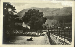 Silverrow Grasmere, England Cumbria Postcard Postcard