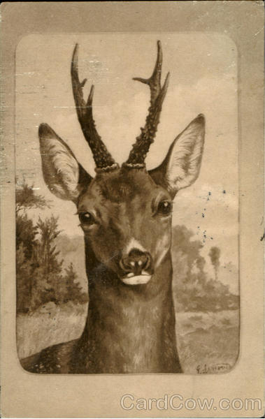 Deer