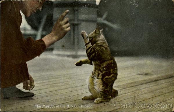 The Mascot Of The U. S. S Chicago Cats
