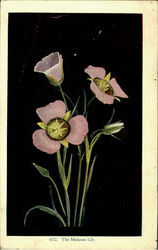 The Mariposa Lily Flowers Postcard Postcard