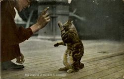 The Mascot Of The U. S. S Chicago Postcard