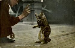 The Mascot Of The U. S. S Chicago Cats Postcard Postcard