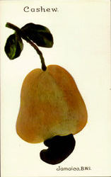 Cashew Jamaica Art Postcard Postcard