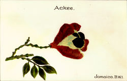 Ackee Jamaica Art Postcard Postcard