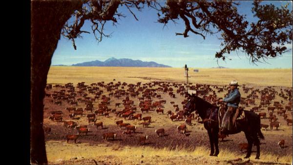 White Faced Herefords Cowboy Western
