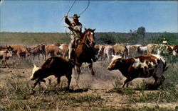 Roping A Calf In Order To Brand Him Postcard