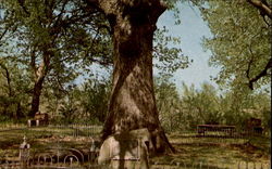 Historic Council Oak Postcard