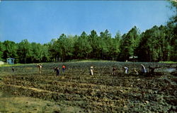 The Crater Of Diamonds Postcard