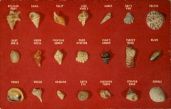 A Representative Collection Of Shells Found On Florida Beaches Postcard