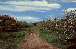 Apple Blossom Festival Postcard