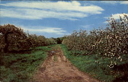 Apple Blossom Festival Hilton, NY Postcard Postcard