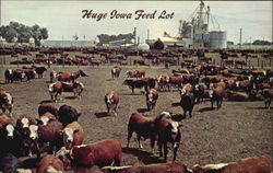 Huge Iowa Feed Lot Cows & Cattle Postcard Postcard