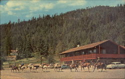 Flying R Lodge & Motel Postcard