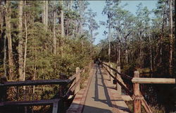 Okefenokee Swamp Park Postcard