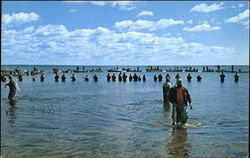 Coho Fishing In Lake Michigan Postcard