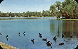 A Flock Of Friendly Wild Geese Postcard