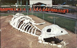 Prehistoric Forest Boneyard In The Irish Hills Of Michigan Postcard