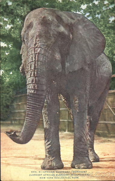 African Elephant Kartoum, New York Zoological Park