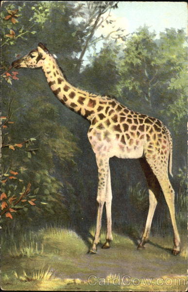 Giraffe