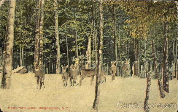 Ross Park Deer Binghamton New York