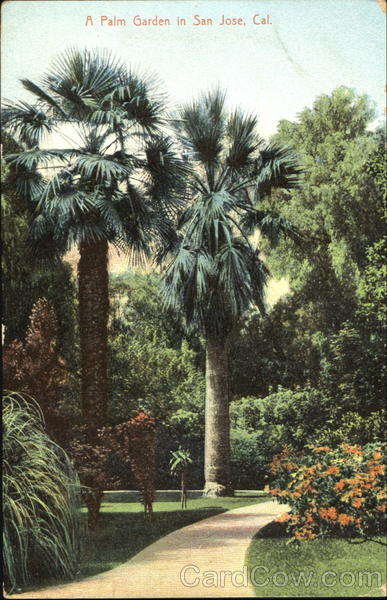 A Palm Garden In San Jose California