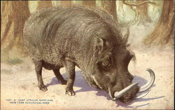 East African Wart-Hog, New York Zoological Park Pigs Postcard Postcard