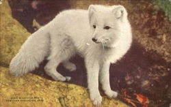 Arctic Fox, New York Zoological Park Postcard