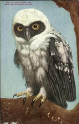 Spectacled Owl, New York Zoological Park Postcard
