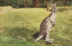 Great Gray Kangaroo, New York Zoological Park Postcard