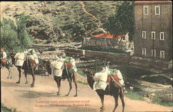 Camels Greece Postcard Postcard