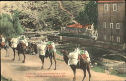 Camels Postcard