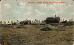 Timothy And Red Clover Field Scenic, ND Postcard Postcard