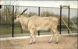 Eland, New York Zoological Park Postcard Postcard