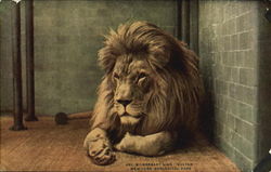 Barbary Lion Sultan, New York Zoological Park Lions Postcard Postcard