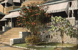 Poinsettia California's Christmas Flower Postcard
