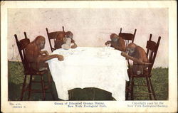 Group Of Educated Oranges Dining, New York Zoological Park Monkeys Postcard Postcard