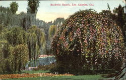 Baldwin Ranch Los Angeles, CA Postcard Postcard