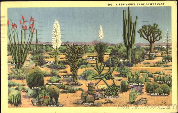 A Few Varieties Of Desert Cacti Cactus & Desert Plants