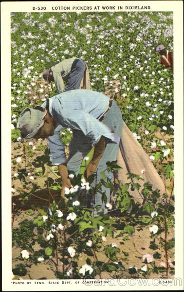Cotton Pickers At Work In Dixieland Black Americana