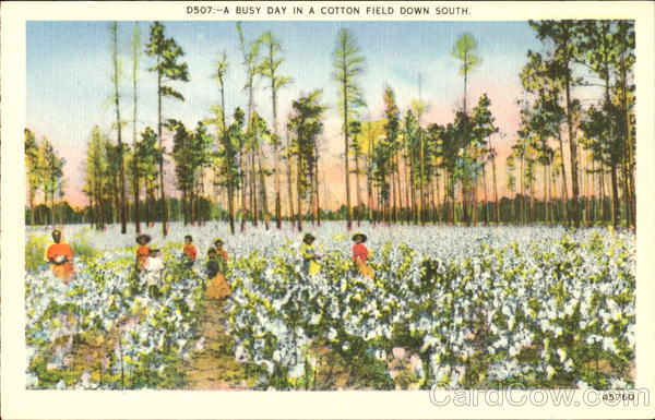 A Busy Day In A Cotton Field Down South Native Americana