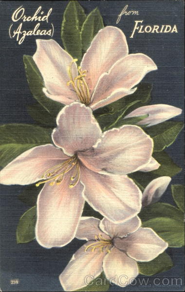 Orchid Azaleas Of Cypress Gardens Florida Flowers