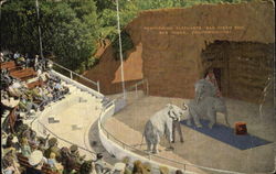 Performing Elephants, San Diego Zoo Postcard