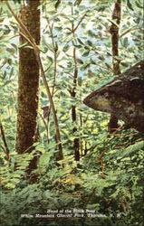 Head Of The Black Bear, White Mountain Glacial Park Postcard